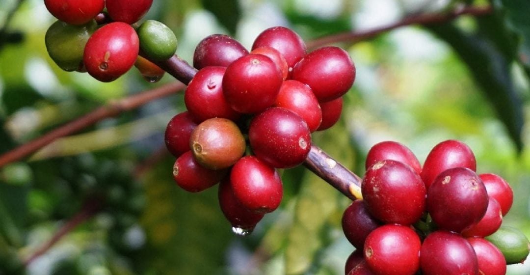 Geisha, Bourbon, & More: How to Identify 6 Coffee Varieties